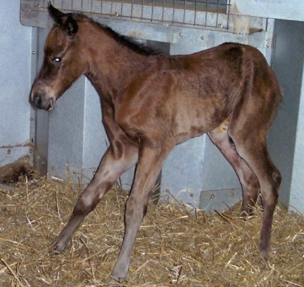 Holidoc Filly standing